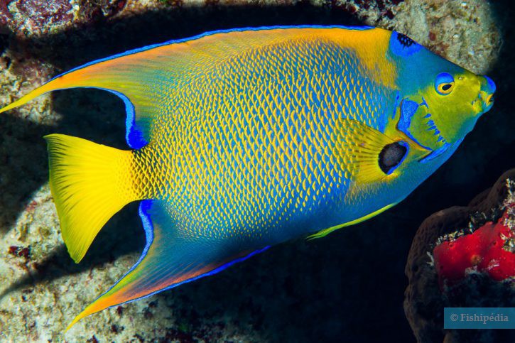 Queen Angelfish