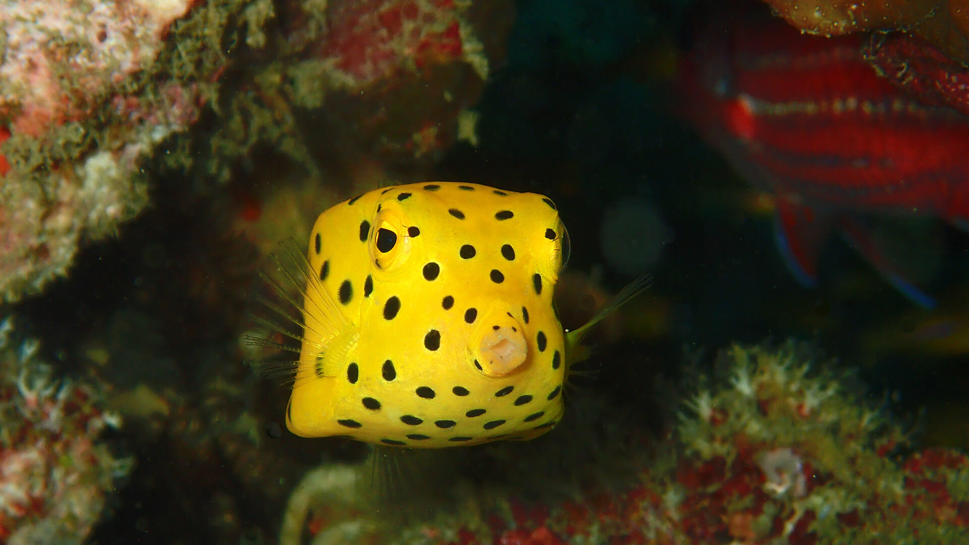 Boxfish