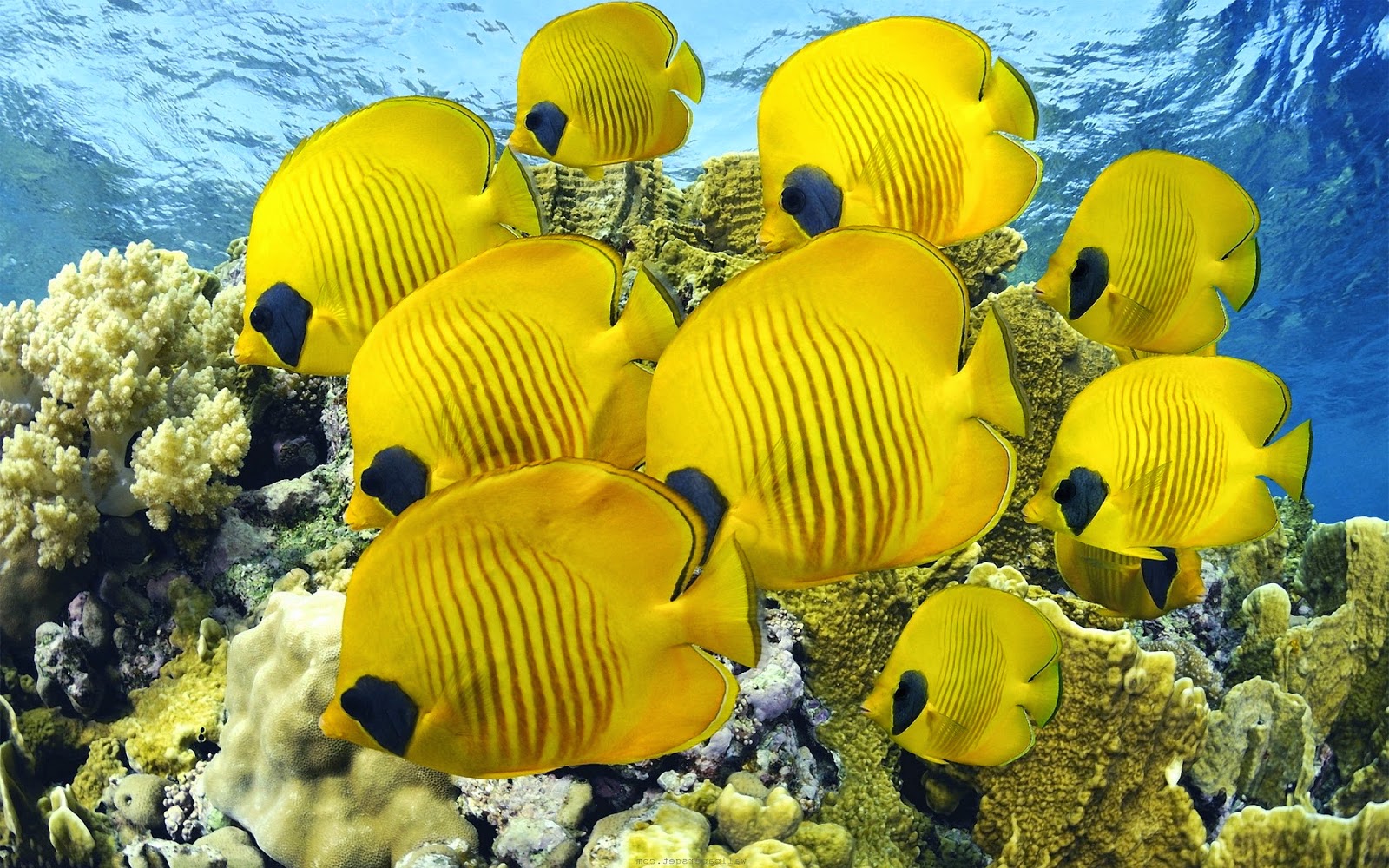 Butterflyfish