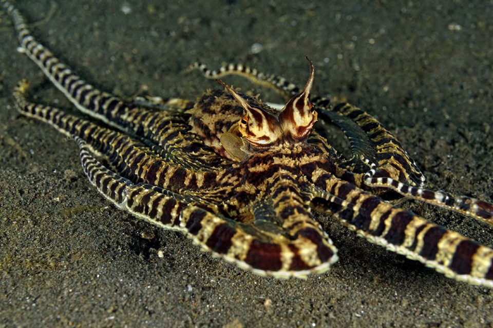 Mimic Octopus