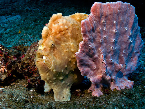 Frogfish 