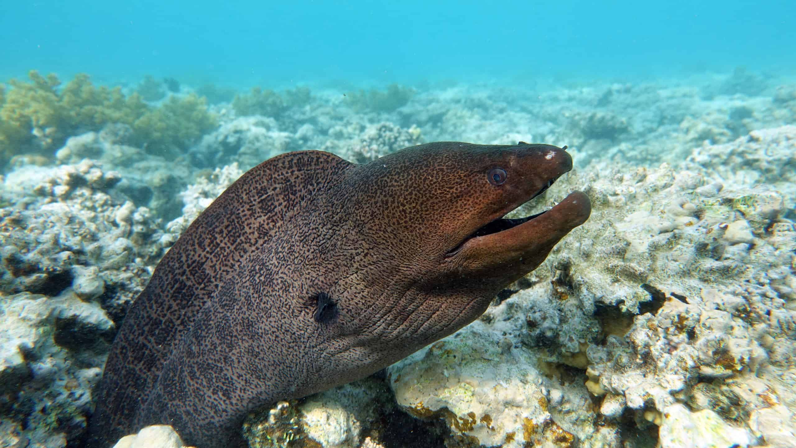 Morenas Fish 