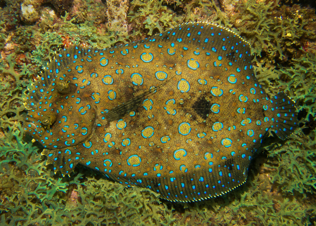 Peacock Flounder