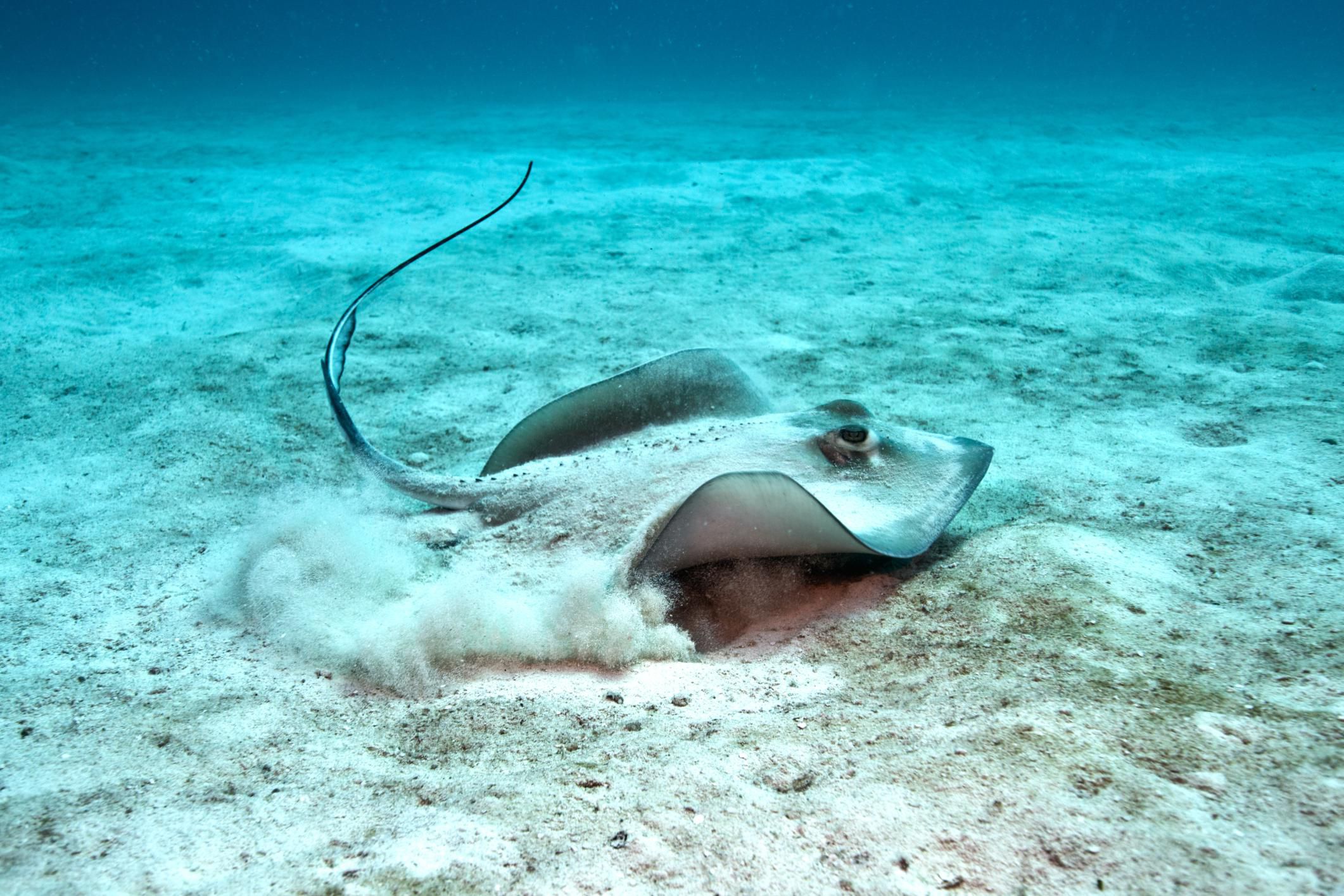 Stingrays