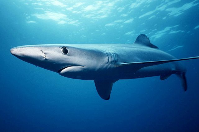 Blue Shark 