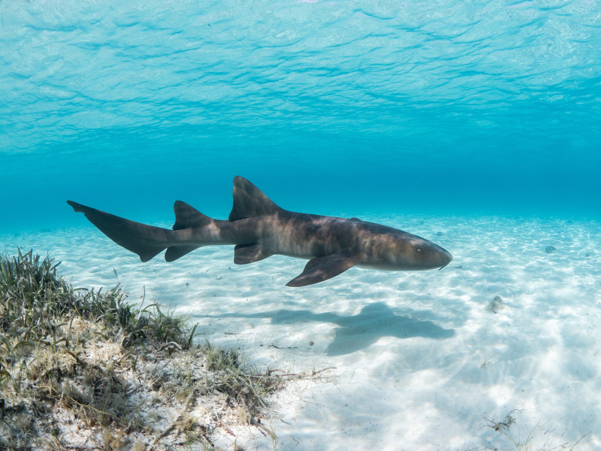 Nurse Shark 