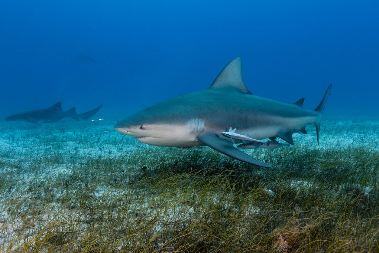 Bull Shark 
