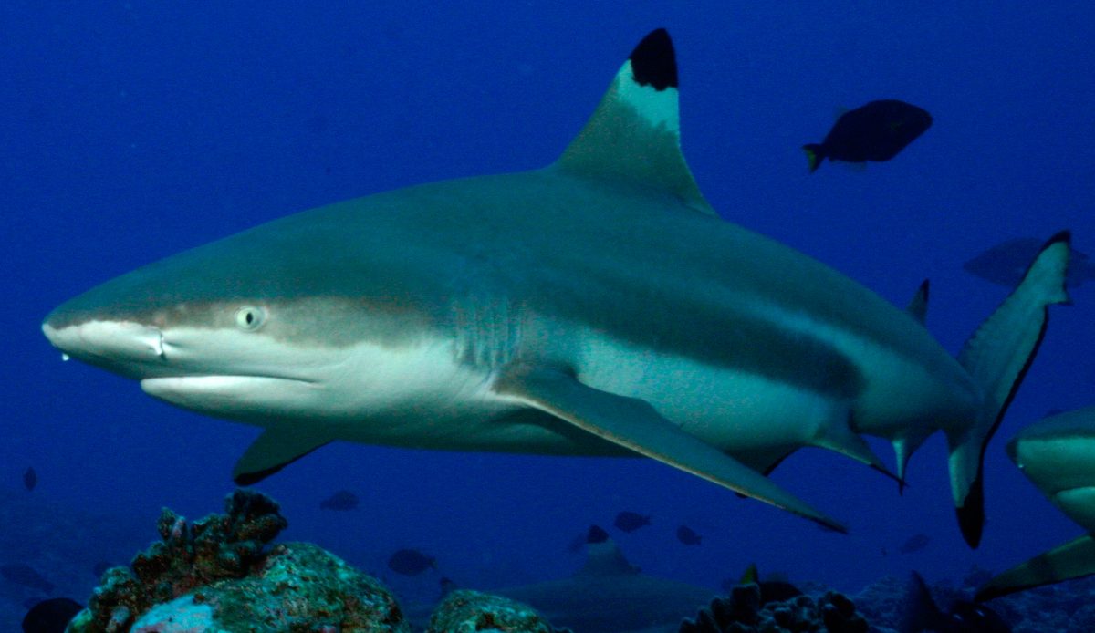 Caribbean Blacktip Shark