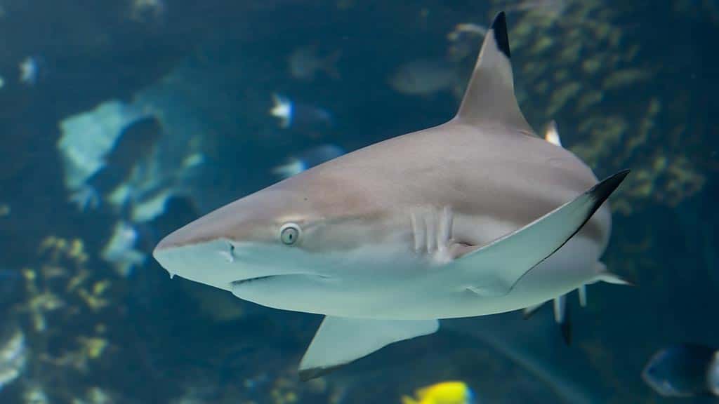 Blacktip Shark 