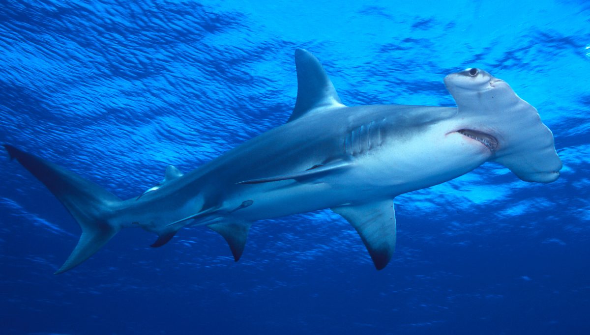 Hammerhead Shark
