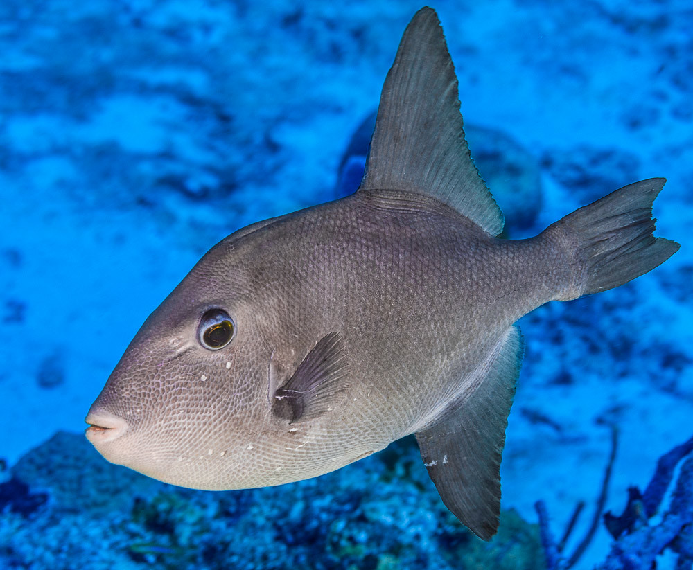 Triggerfish