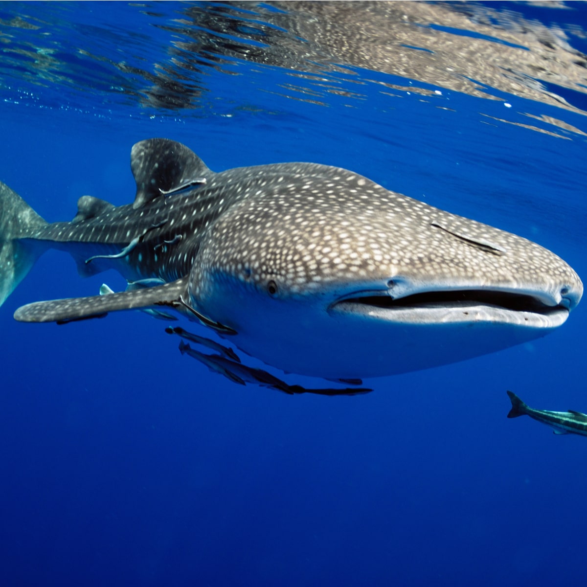Whale Shark 