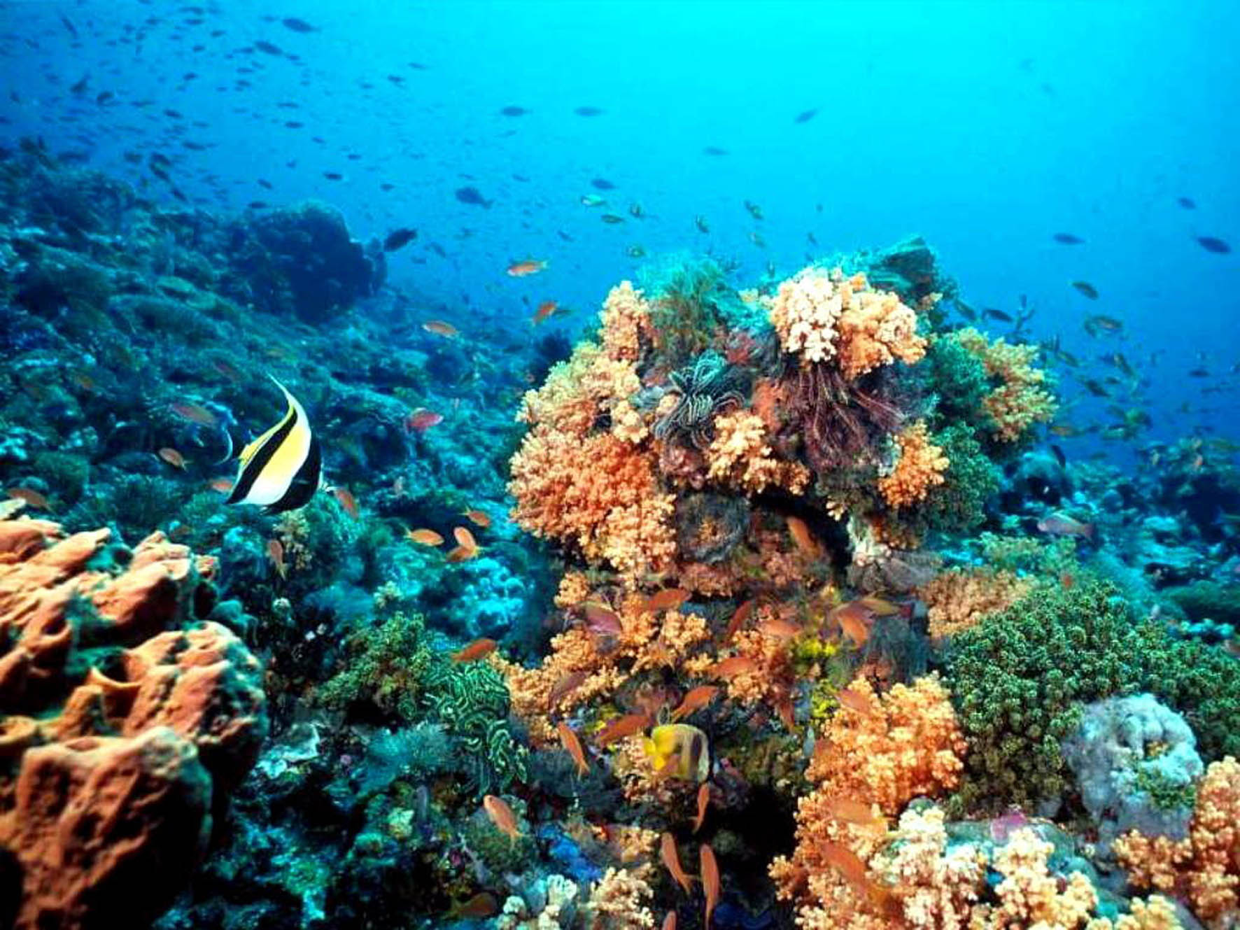 Puerto Morelos Reef