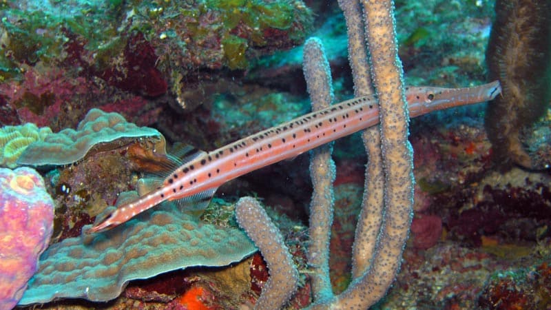 Trumpetfish
