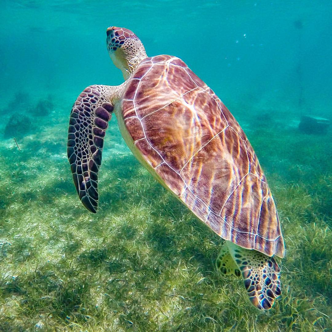 Akumal