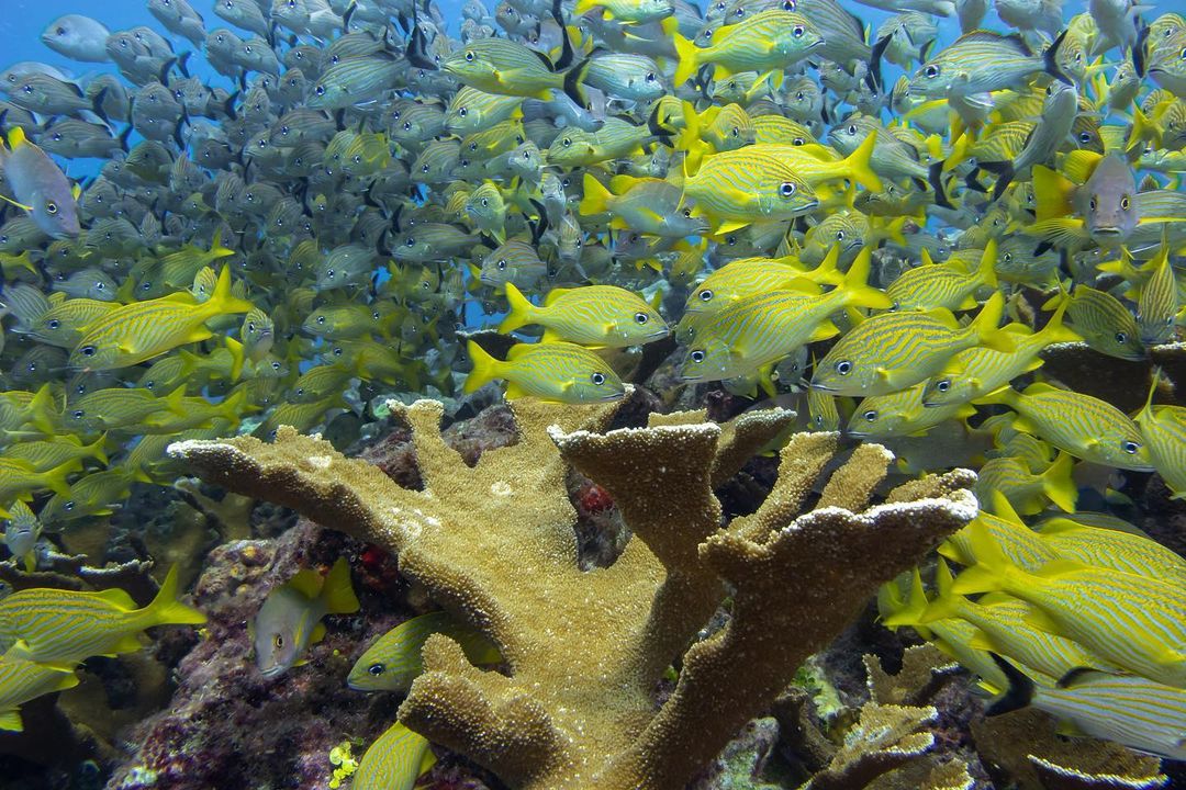Snorkeling in Cancún