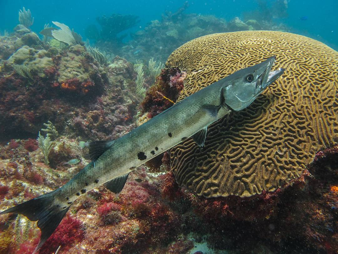 Barracuda