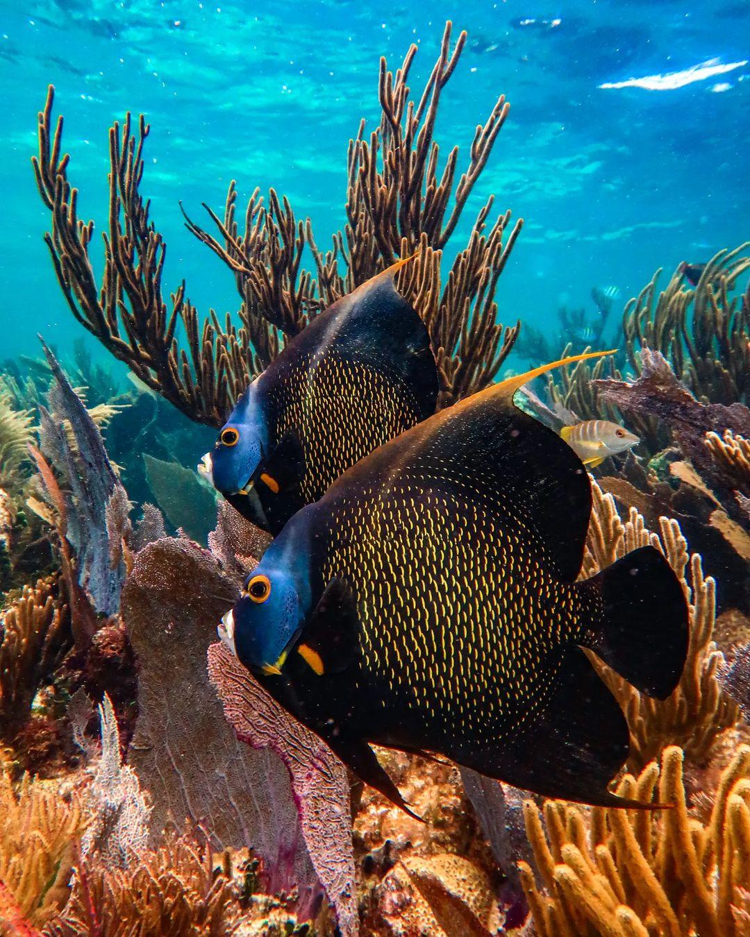 Caribbean fish