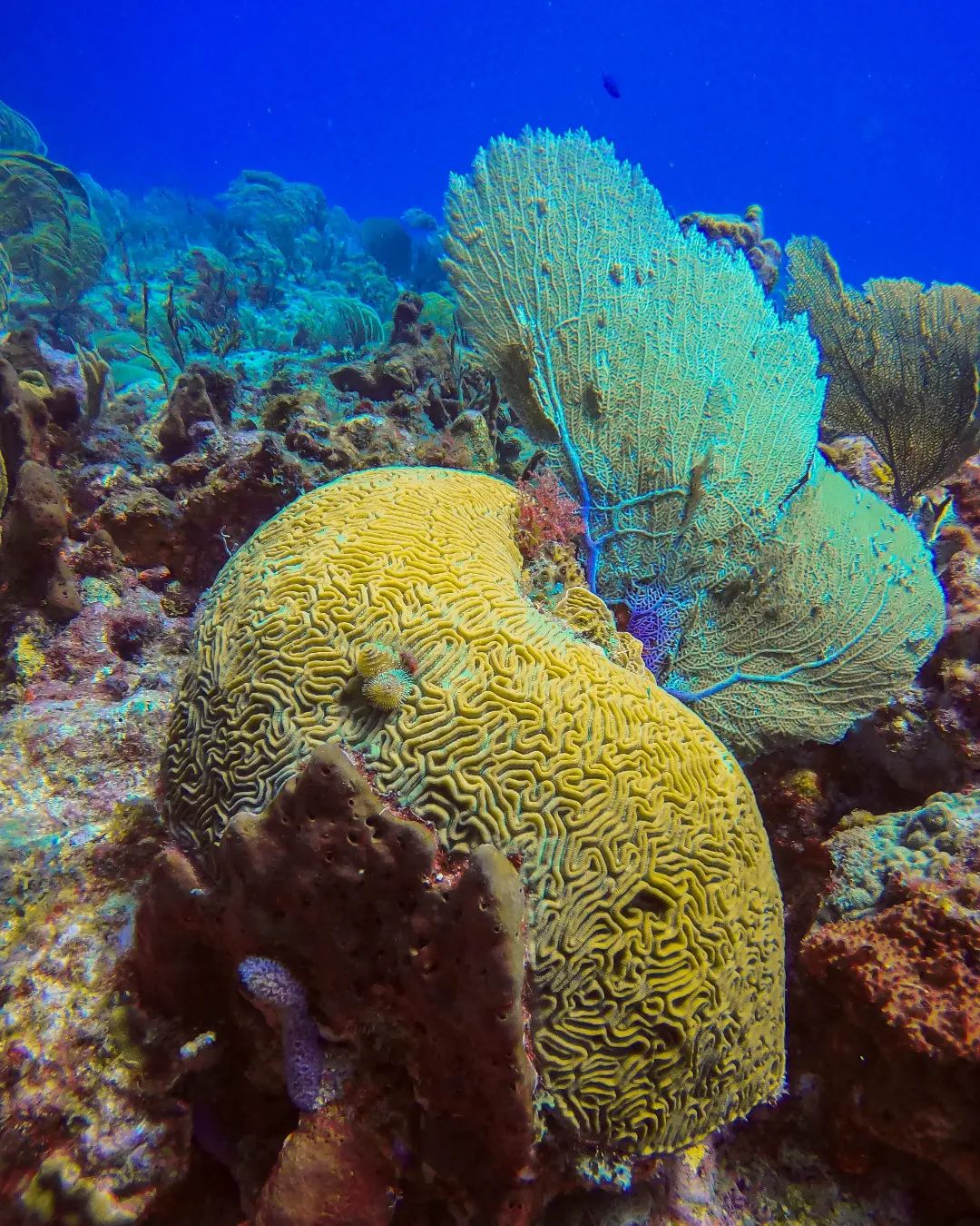 Corals
