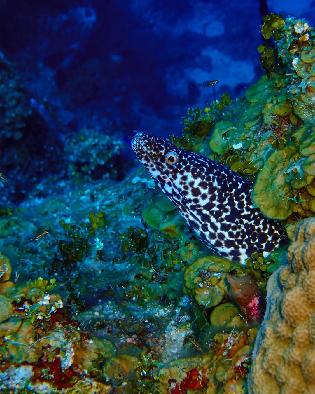 Moray eels