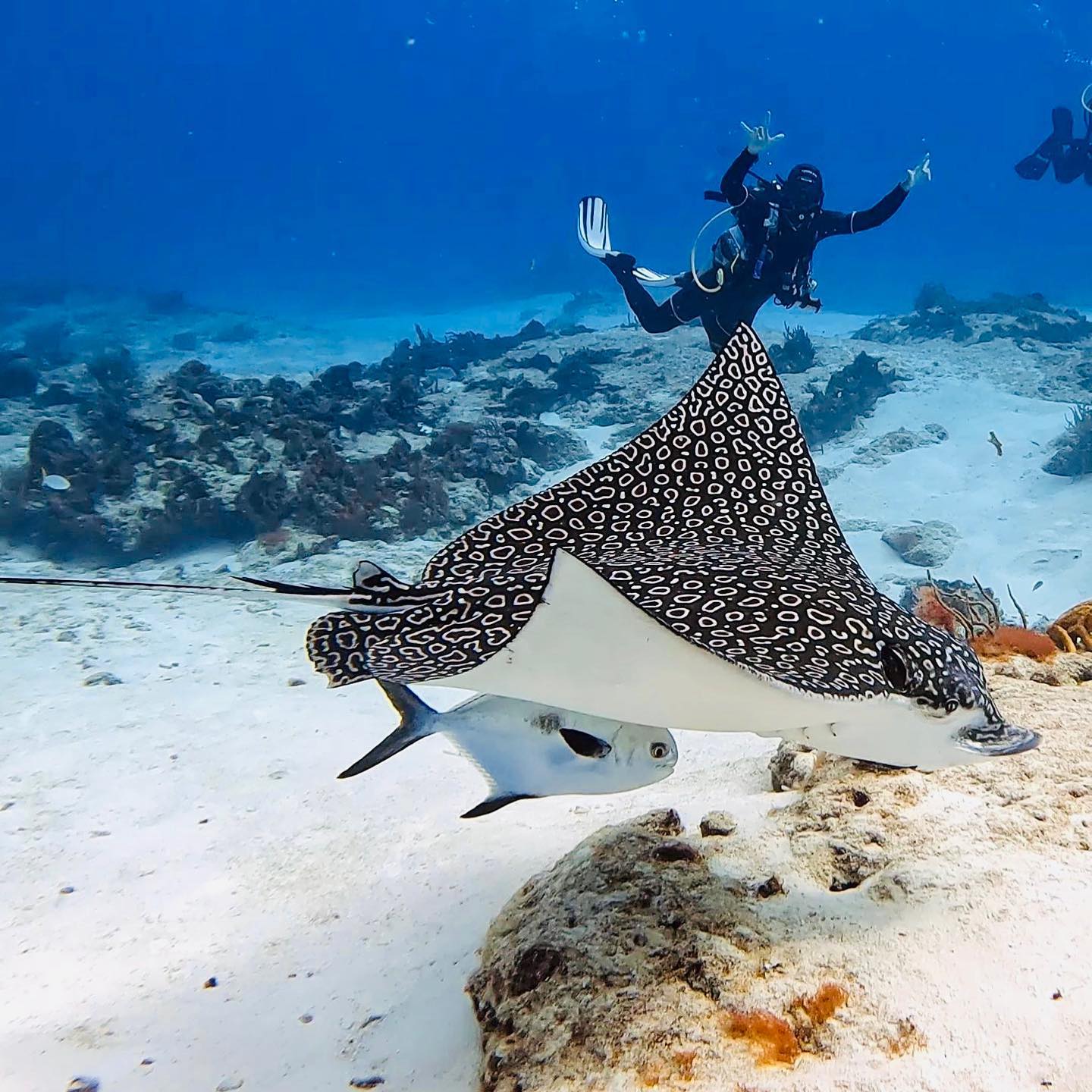 Rays