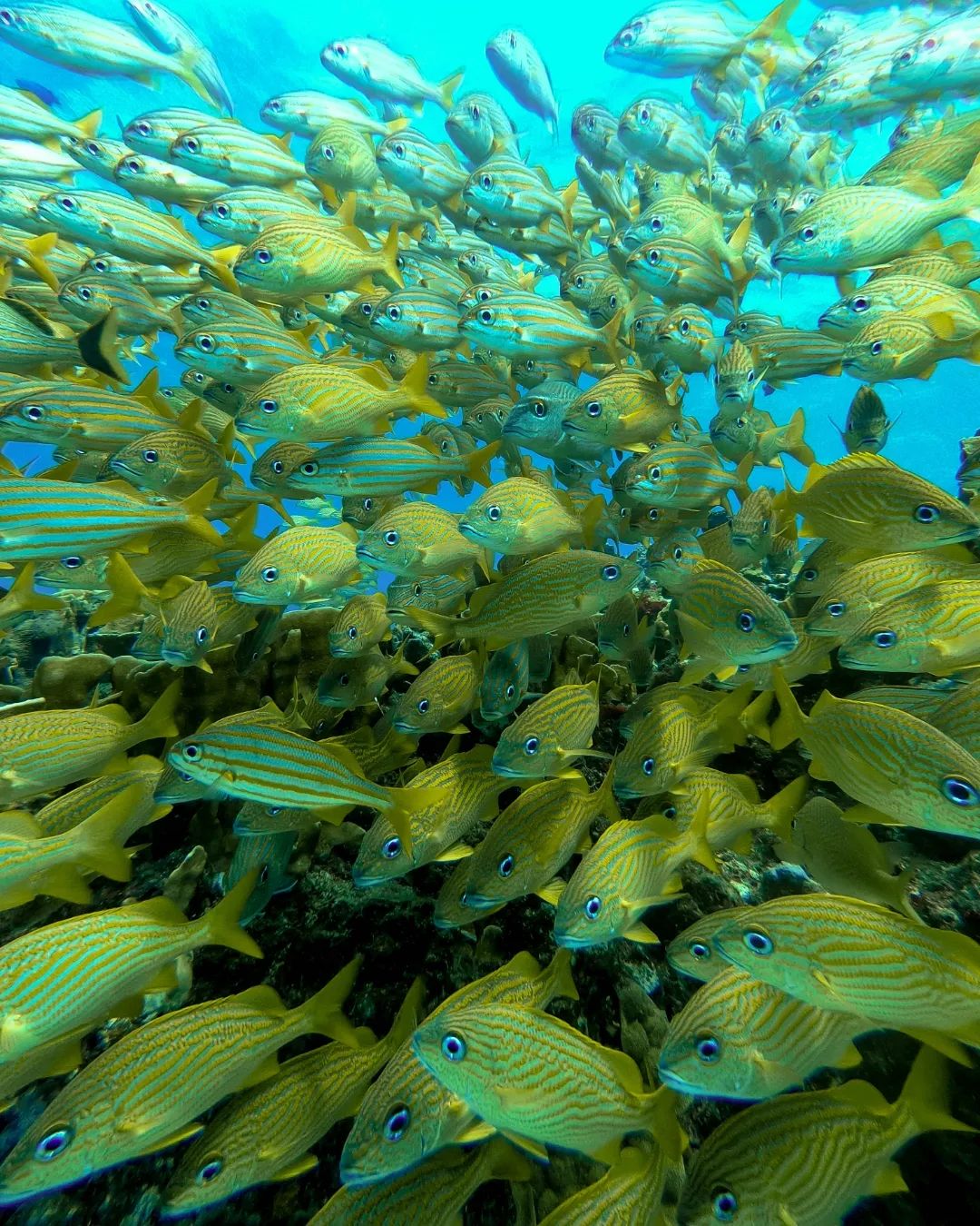 Schools of fish 