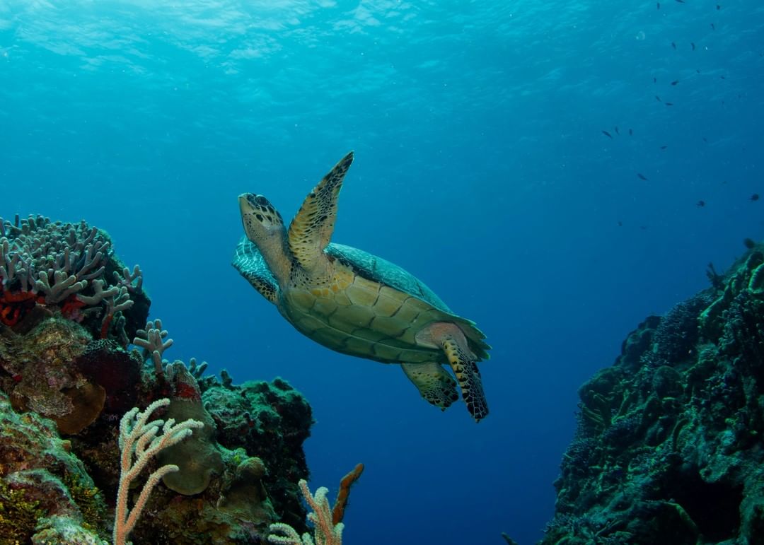 Sea Turtle