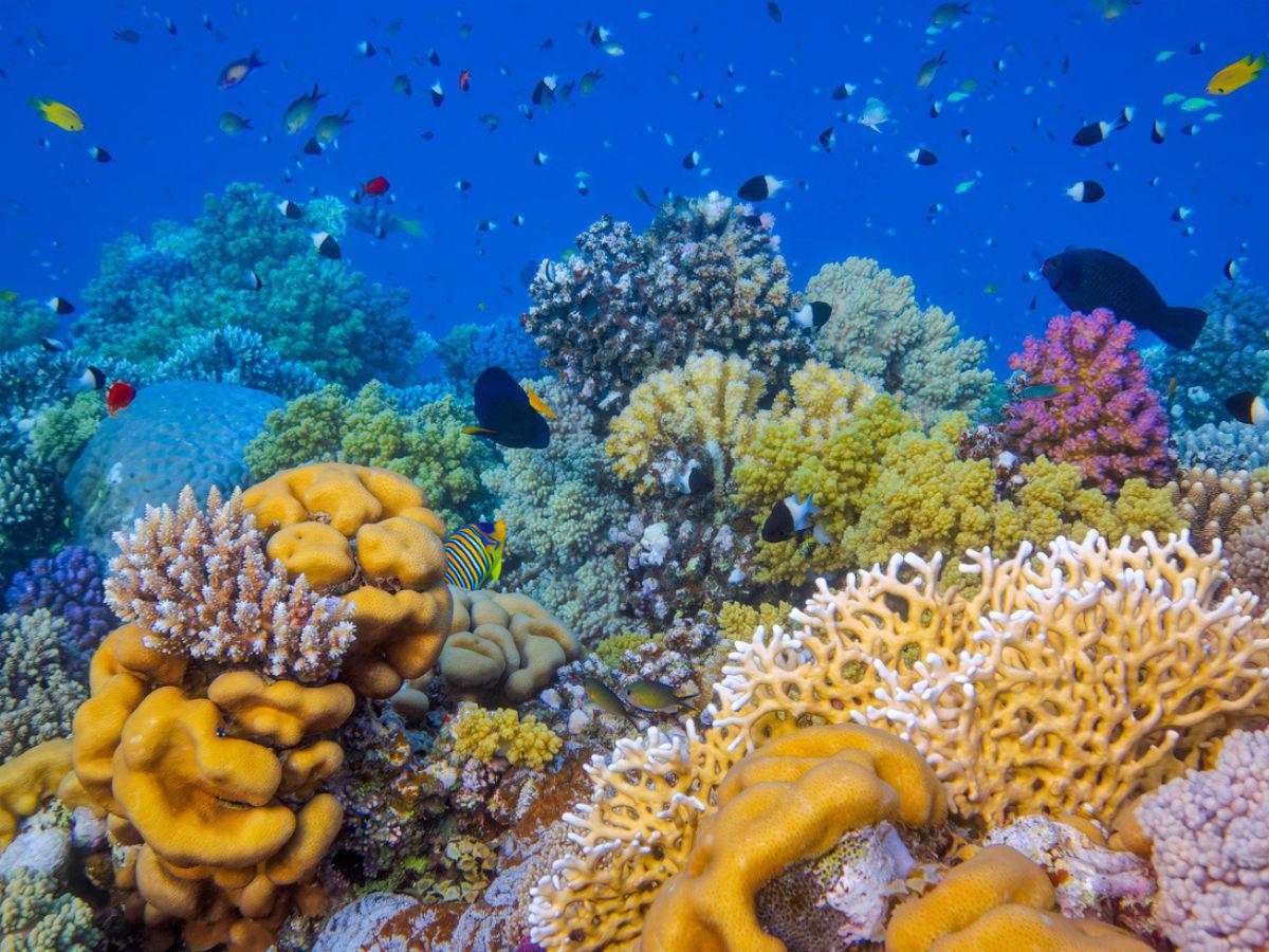 Coral reefs and Mangroves