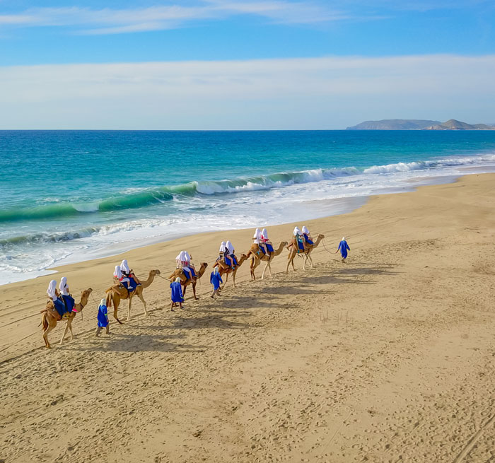 Camel Safari in Los Cabos