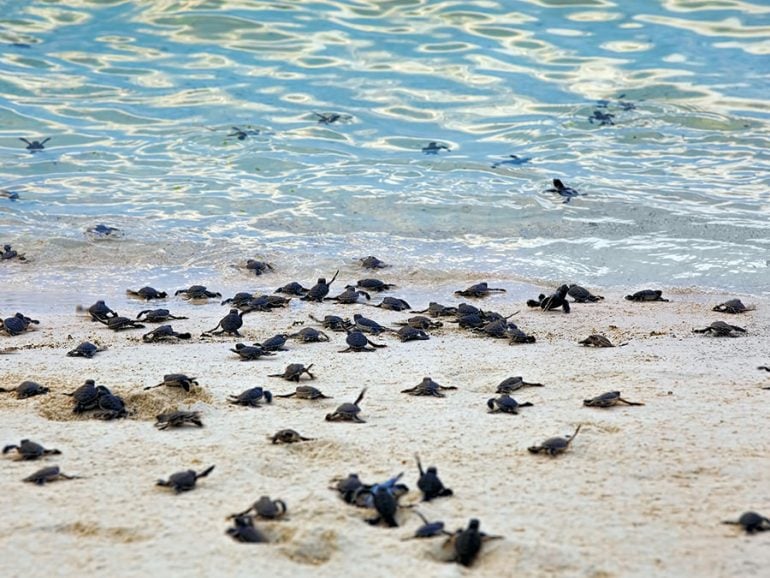 Sea Turtle Protection Programs
