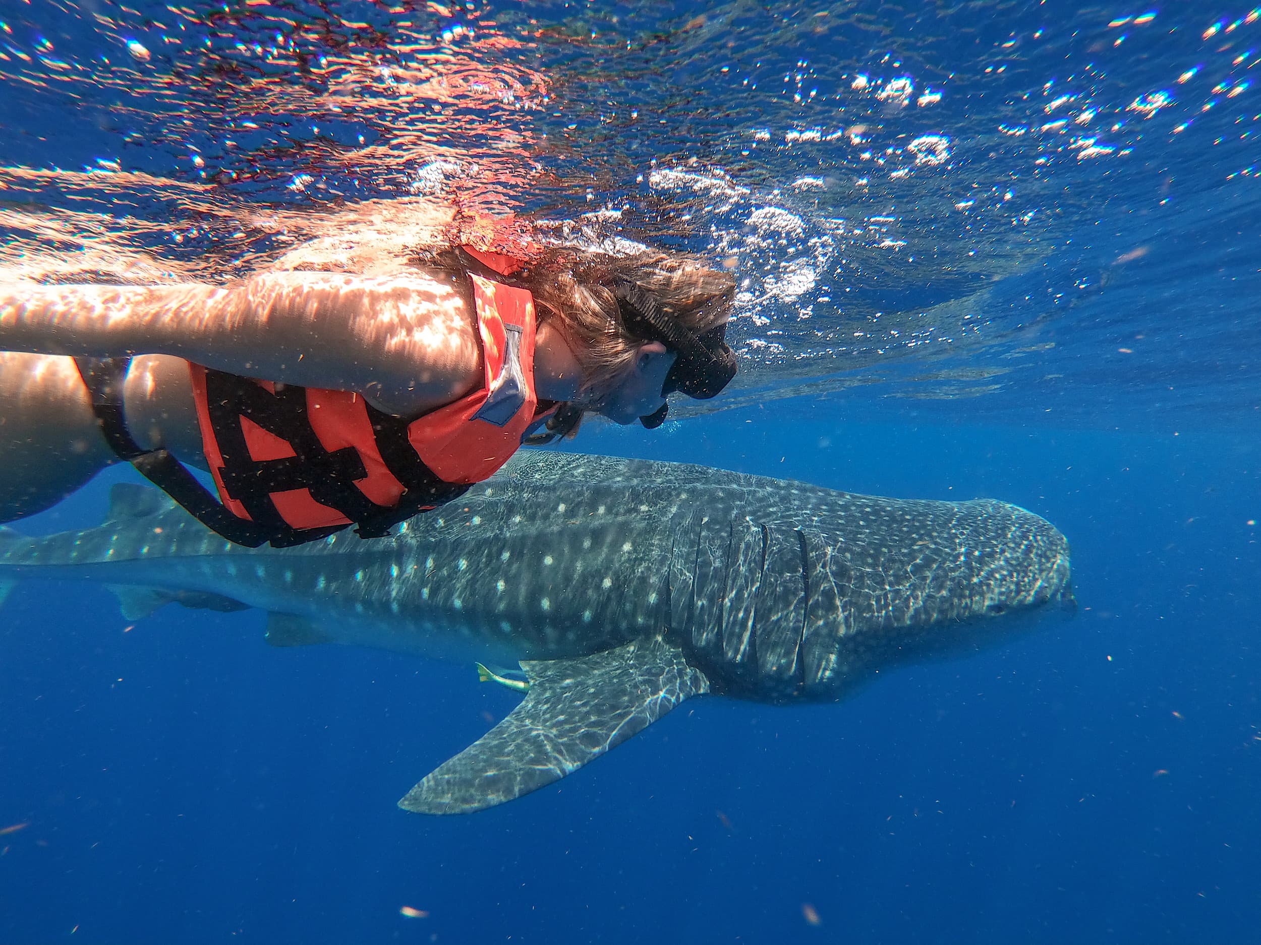 Swimming with whales sharks