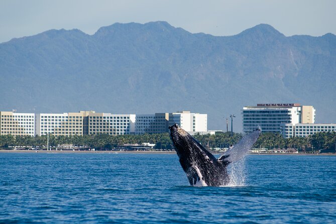 Watching Whales