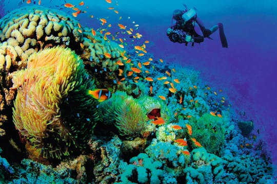 Diving
