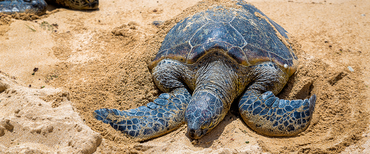 Sea Turtle Conservation