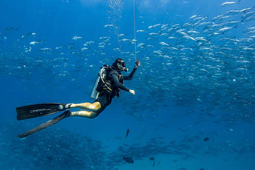 Diving in Los Cabos