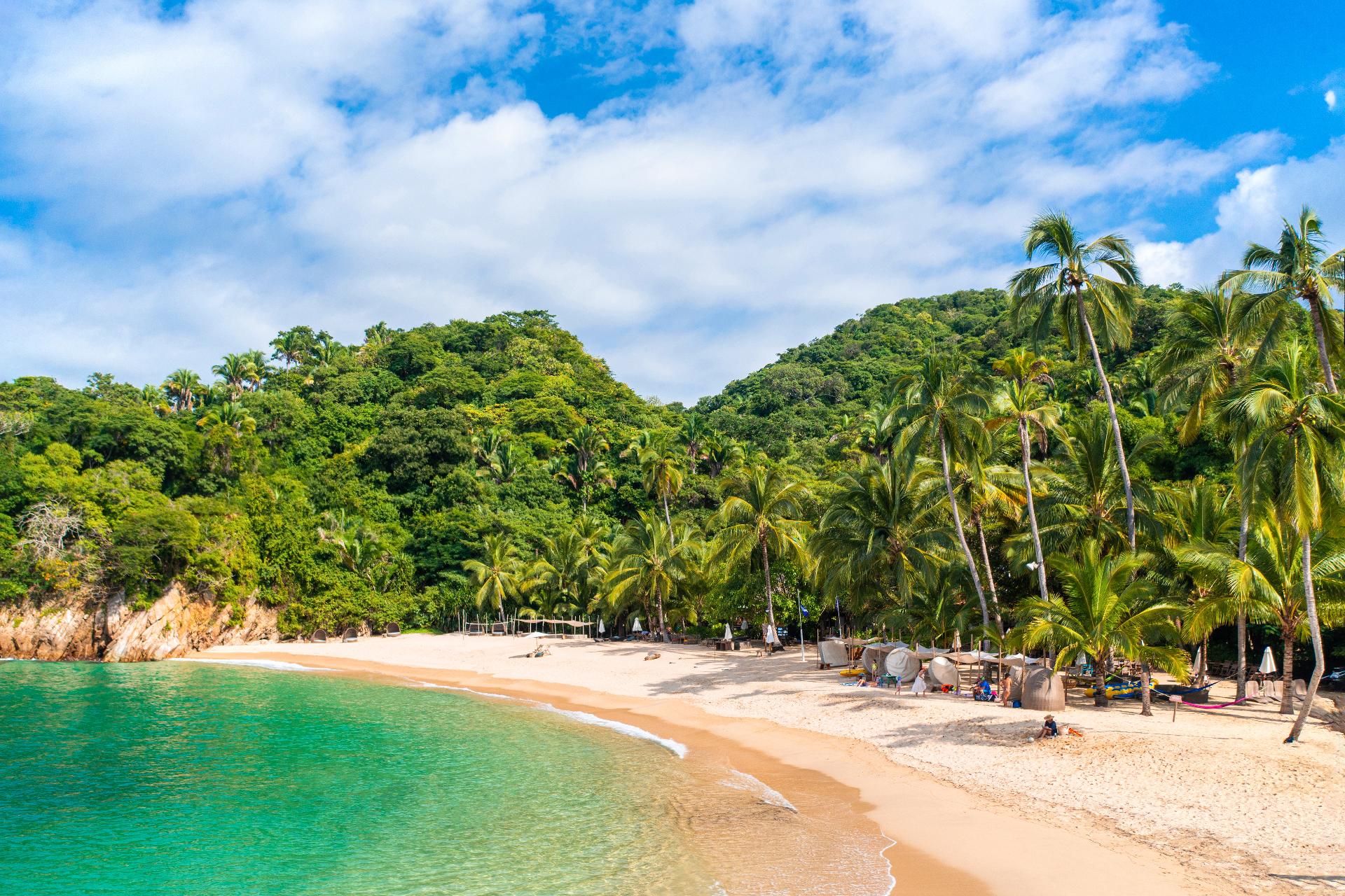 Jungle in Puerto Vallarta