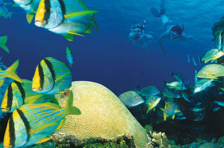 Marine LIfe in Puerto Vallarta