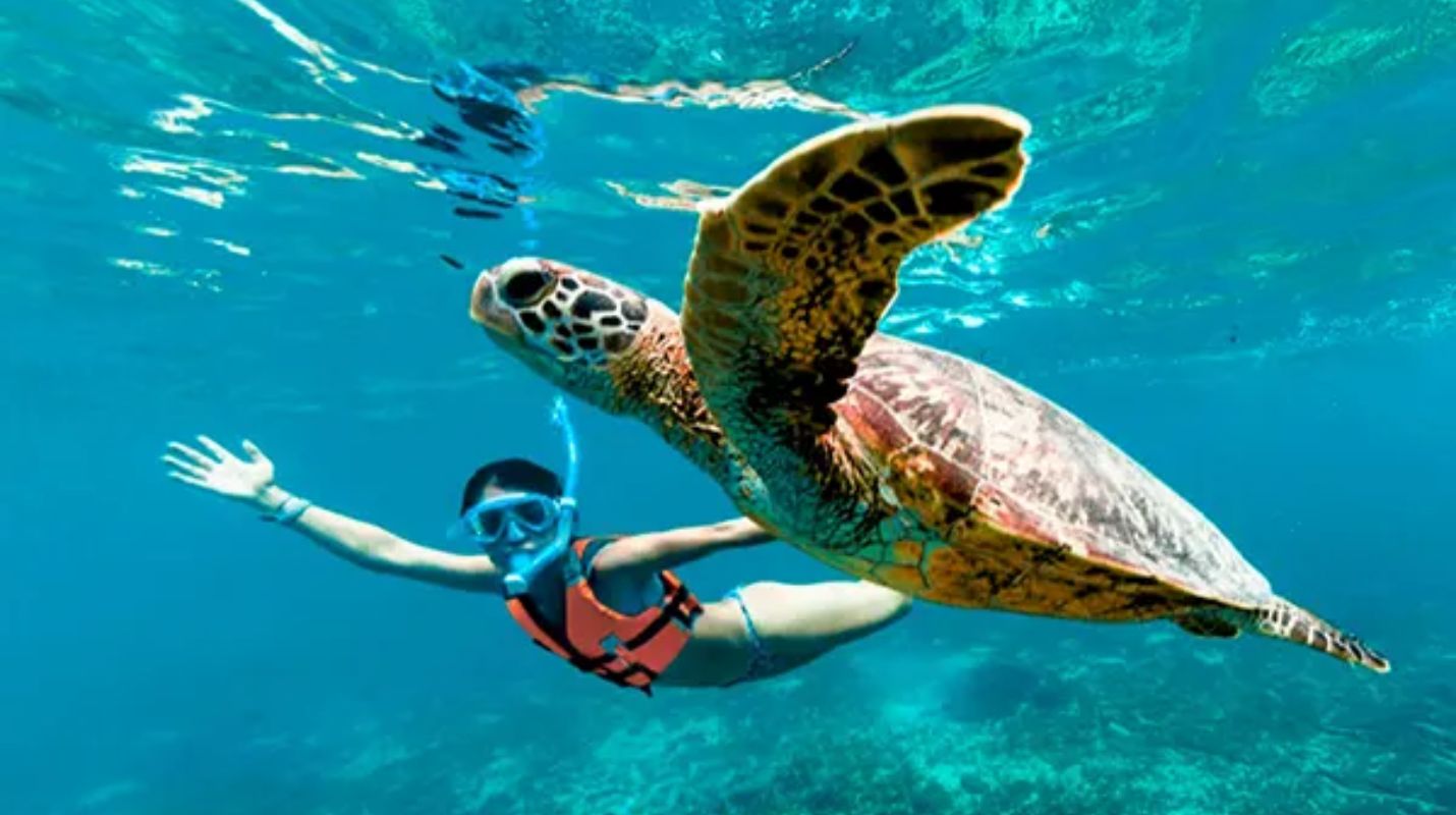 Temporada de tortugas en Akumal: ¿Cuándo ir?